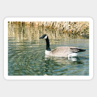 Geese on the pond Sticker